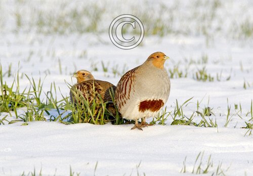 Pair Grey Partridge in the Snow DM1412